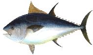 Blackfin Tuna